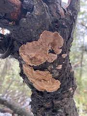 Phellinopsis conchata