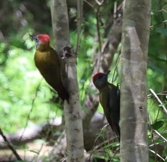 Chloropicus griseocephalus