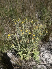 Pulicaria scabra