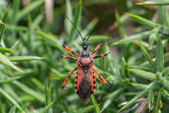 Rhynocoris iracundus