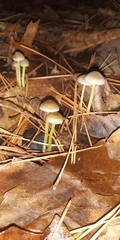 Mycena epipterygia