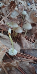 Mycena epipterygia