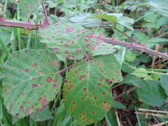Rubus leucostachys