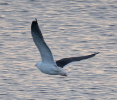 Larus marinus