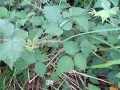 Rubus leucostachys