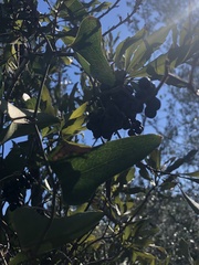 Smilax auriculata