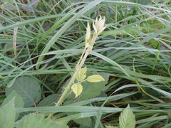 Rubus leucostachys