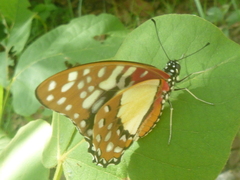 Graphium