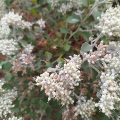 Salpianthus arenarius