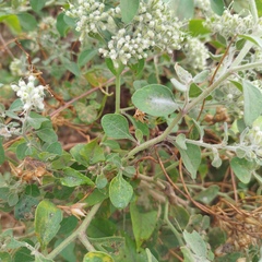 Salpianthus arenarius