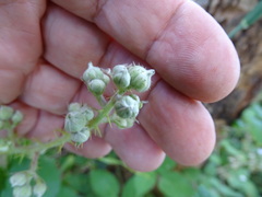 Rubus leucostachys
