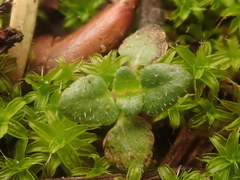 Veronica arvensis