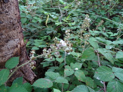 Rubus leucostachys