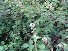 Rubus leucostachys