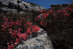 Erica junonia junonia
