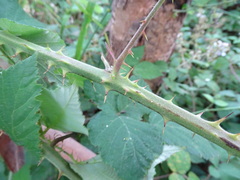 Rubus leucostachys