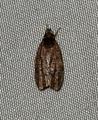 Psilocorsis reflexella