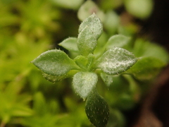 Arenaria serpyllifolia