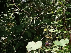 Pompelon marginata