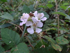 Rubus leucostachys
