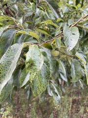 Diospyros virginiana