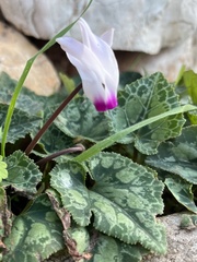 Cyclamen persicum