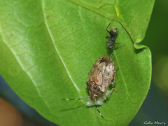 Antiteuchus