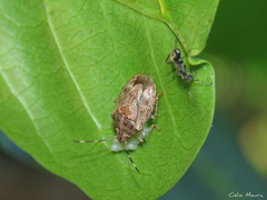 Antiteuchus