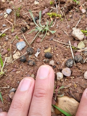 Oryctolagus cuniculus