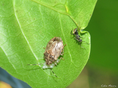 Antiteuchus