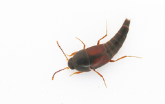 Sepedophilus marshami