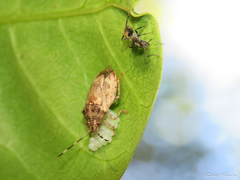 Antiteuchus