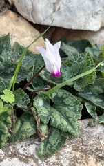 Cyclamen persicum