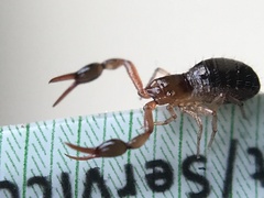 Neobisium
