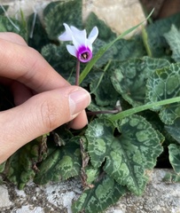 Cyclamen persicum