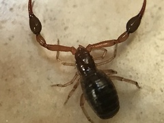 Neobisium