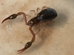 Neobisium