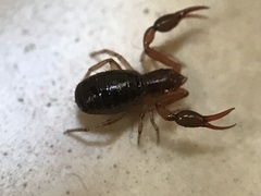 Neobisium