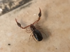 Neobisium