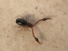 Neobisium