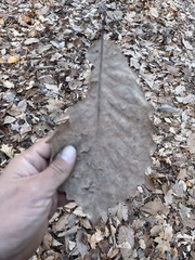 Quercus montana