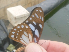 Graphium leonidas