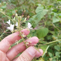 Cleome
