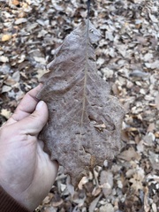 Quercus montana