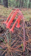 Cyrtanthus angustifolius