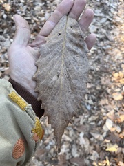 Quercus montana