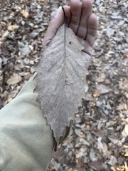 Quercus montana