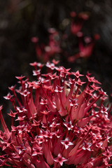 Erica junonia junonia