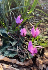 Cyclamen persicum