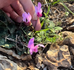 Cyclamen persicum